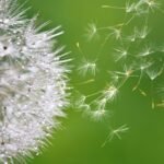 Semeando Esperança: Plantando a Palavra em Corações